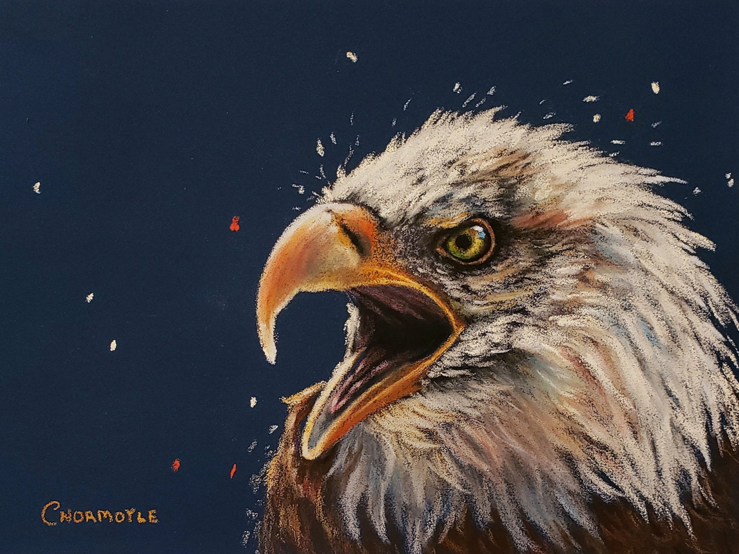 Birds