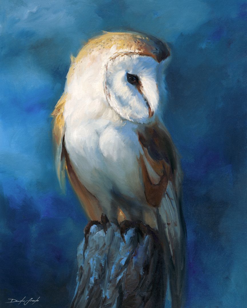 Barn Owl