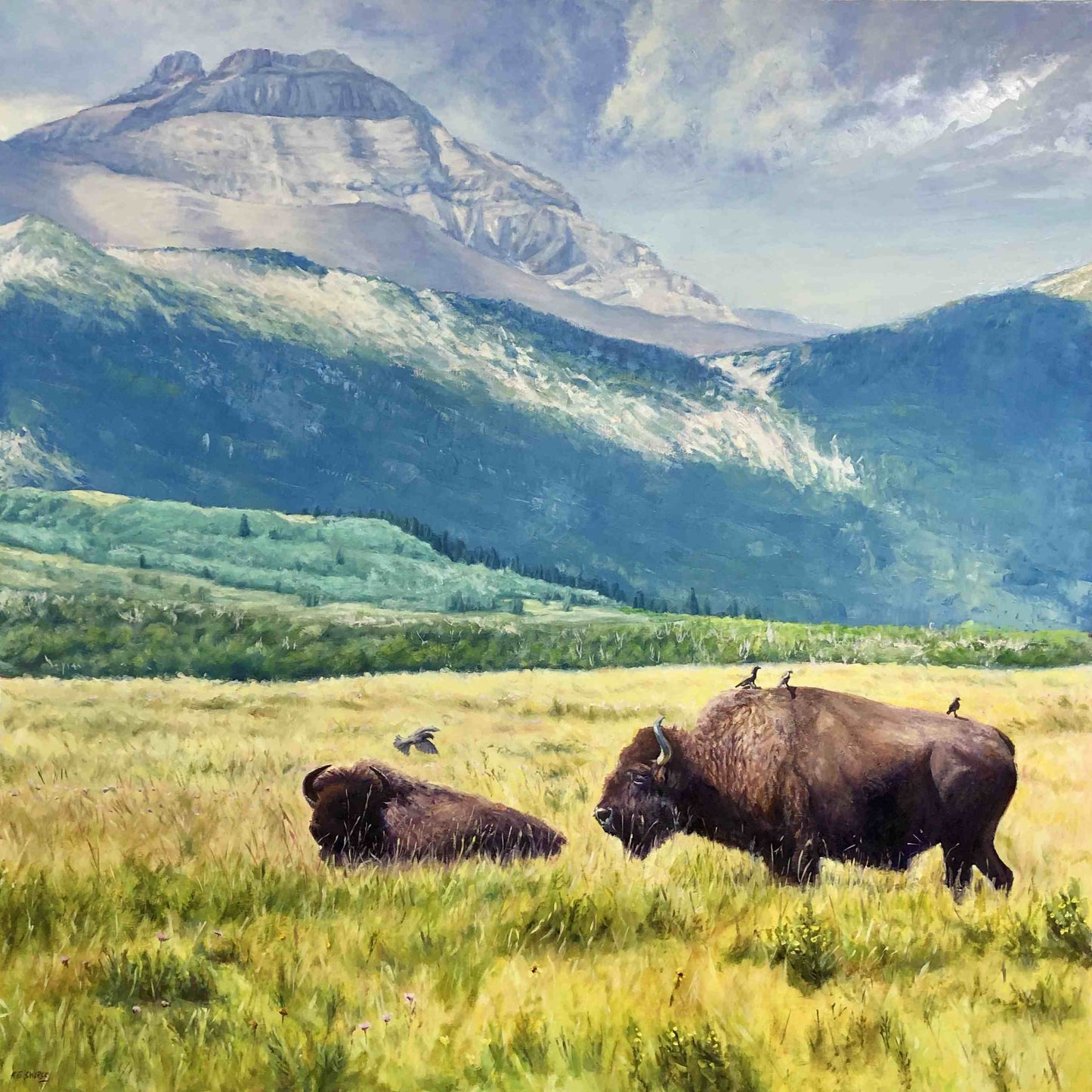 Waterton Bison