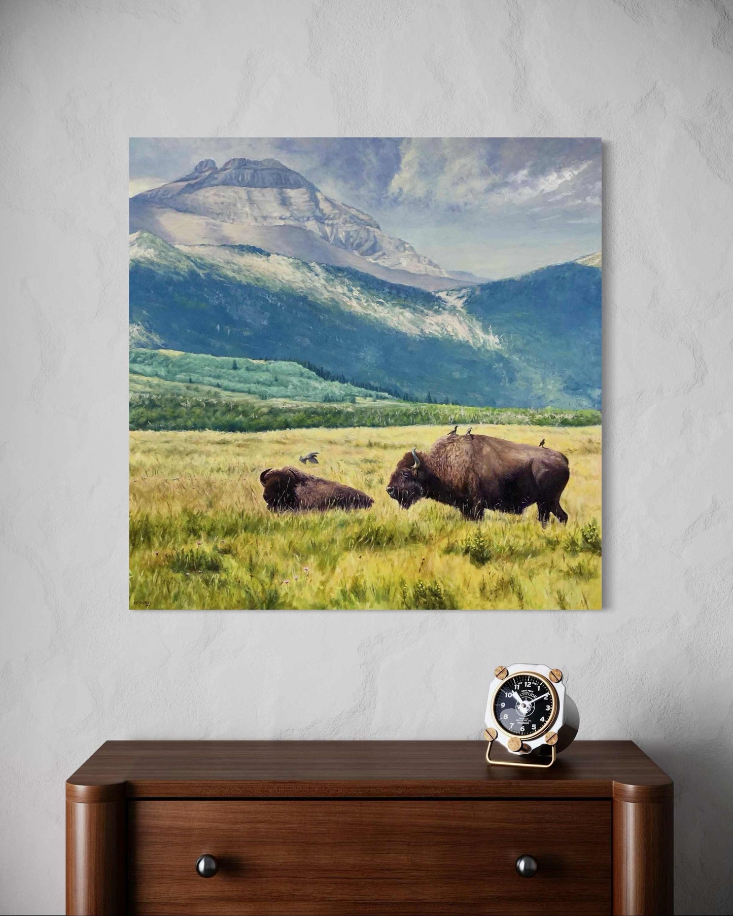 Waterton Bison